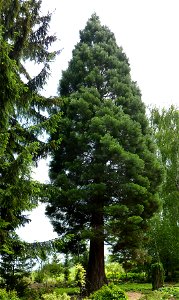 Mamutowiec olbrzymi w wojsławickim arboretum