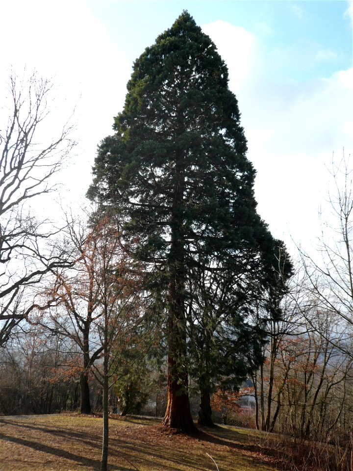 Sequoiadendron giganteum tree in Germany