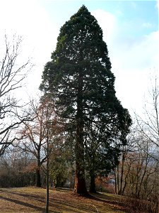 Sequoiadendron giganteum tree in Germany