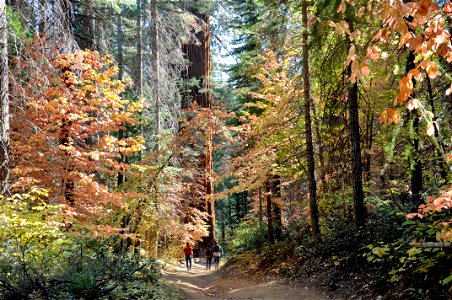 Merced Grove of Yosemite National Park. I tweaked the original image so as to bring out greater detail from the shadows and soften the harsh highlights.