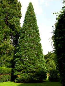 Isolated Sequoiadendron giganteum in the parc Fenestre of la Bourboule (Puy-de-Dôme, France). Identified by its botanic label.