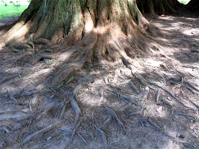Roots of Sequoiadendron giganteum in the parc Fenestre of la Bourboule (Puy-de-Dôme, France). Identified by its botanic label. photo