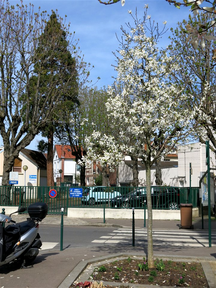 Small magnolia (and giant sequoia), 73 rue des Monts-Clairs in Colombes (Hauts-de-Seine, France).