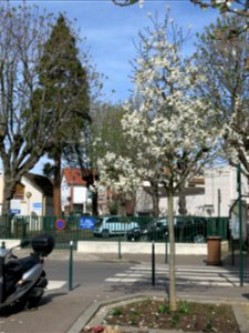 Small magnolia (and giant sequoia), 73 rue des Monts-Clairs in Colombes (Hauts-de-Seine, France).