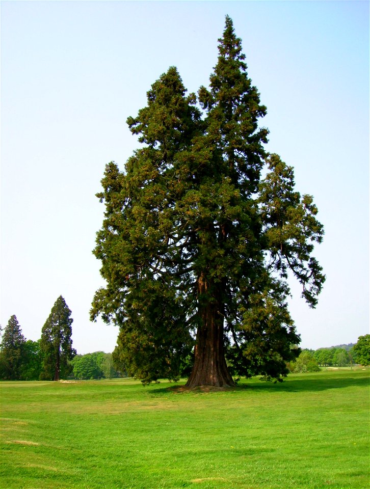 Redwood, Sequoia sequoia, Hartley Wintney, Hampshire, 2007