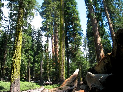 Sierra Redwood Sequoiadendron giganteum and Douglas-fir Pseudotsuga menziesii in an unknown Sierra Nevada location (not Redwood National park).