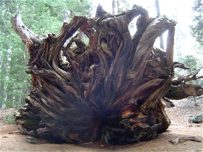 Root of Giant Sequoia that fell photo
