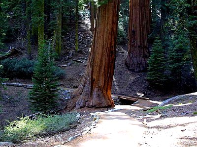 Sequoiadendron giganteum trees trails