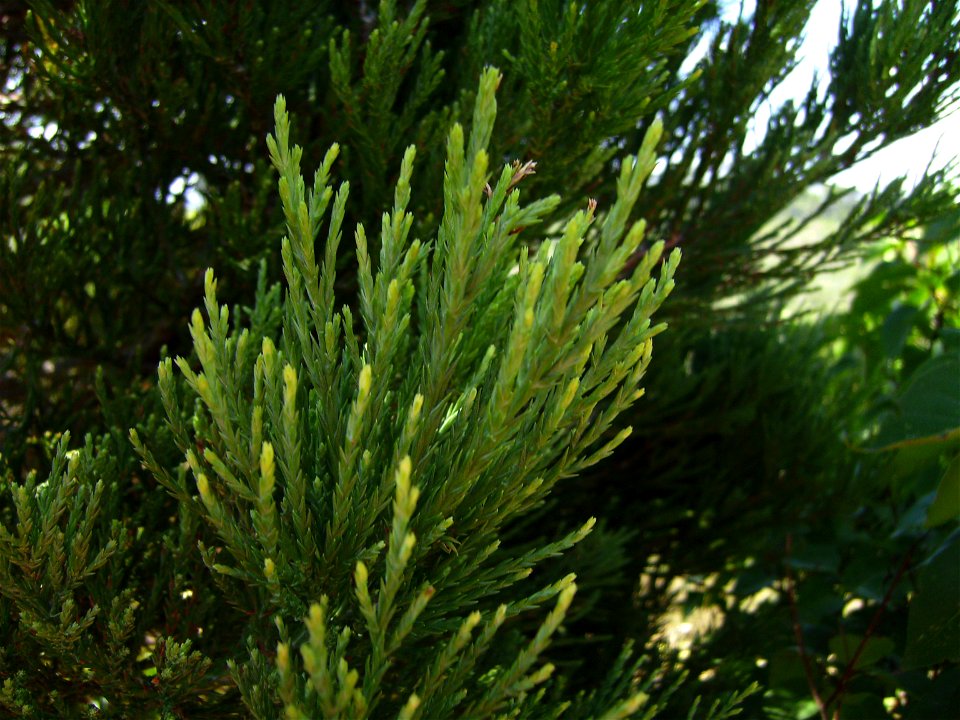 Sequoiadendron leaves, Castelltallat, Catalonia