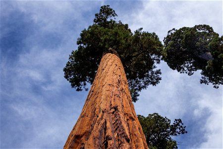 Sequoia National Park, United States photo