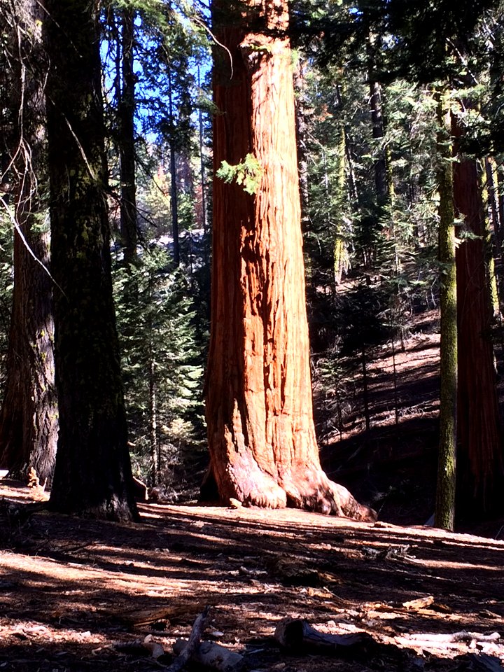 A sequoia tree. This picture was taken in Sequoia National Park, California.