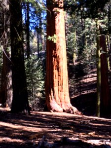 A sequoia tree. This picture was taken in Sequoia National Park, California. photo