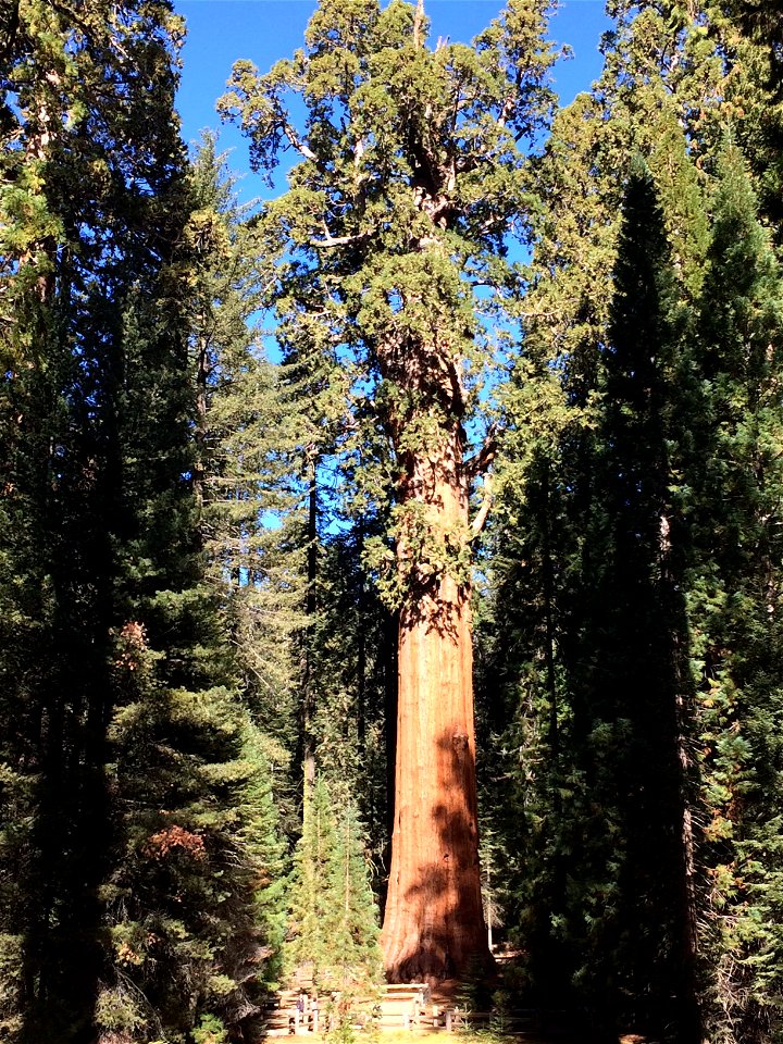 A sequoia tree. This picture was taken in Sequoia National Park, California.