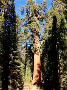A sequoia tree. This picture was taken in Sequoia National Park, California.