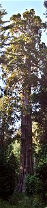 A Giant Sequoia near Yosemite National Park.