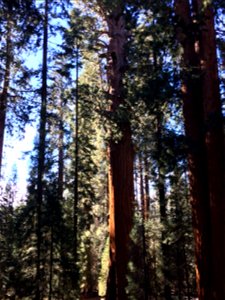 This picture was taken in Sequoia National Park, California.