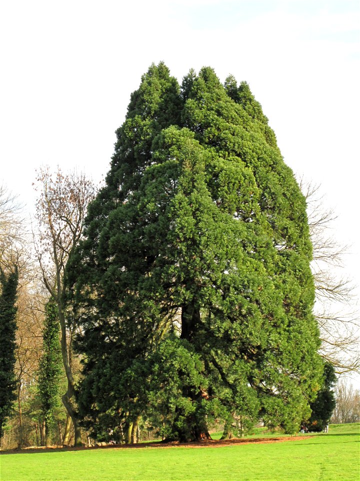 Sequoiadendron giganteum in the park of Noisiel (Seine-et-Marne, France).