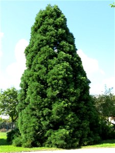 Sequoiadendron giganteum in the parc du moulin in Chelles (Seine-et-Marne, France).