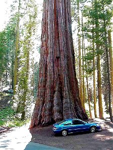 Sequoiadendron giganteum tree with car for size indication photo