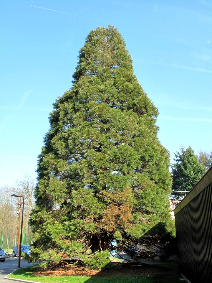 Sequoiadendron giganteum near the swimming pool of Vaires-sur-Marne (Seine-et-Marne, France).