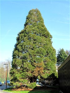 Sequoiadendron giganteum near the swimming pool of Vaires-sur-Marne (Seine-et-Marne, France).