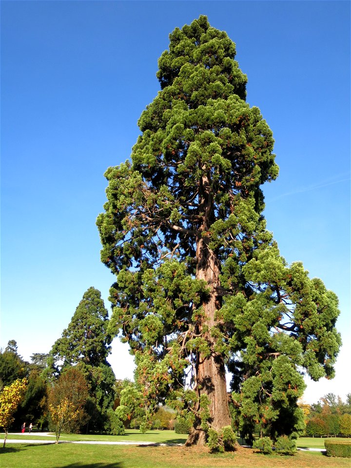 Giant sequoia in the park of the castle of Rentilly (Seine-et-Marne, France).