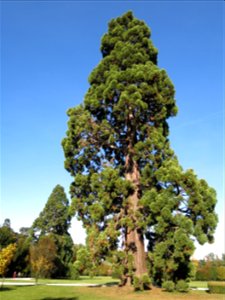 Giant sequoia in the park of the castle of Rentilly (Seine-et-Marne, France). photo