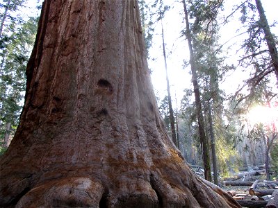 A Sequoia from the Trail of 100 Giants. photo