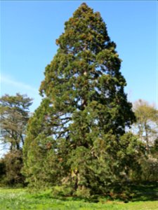Giant sequioa in the park of Bagatelle (Bois de Boulogne, France).