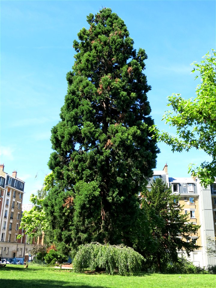 Sequoiadendron giganteum #1 in the parc de la Butte du Chapeau-Rouge 1 (Paris 19th arrond., France).