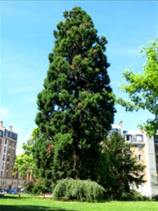 Sequoiadendron giganteum #1 in the parc de la Butte du Chapeau-Rouge 1 (Paris 19th arrond., France). photo