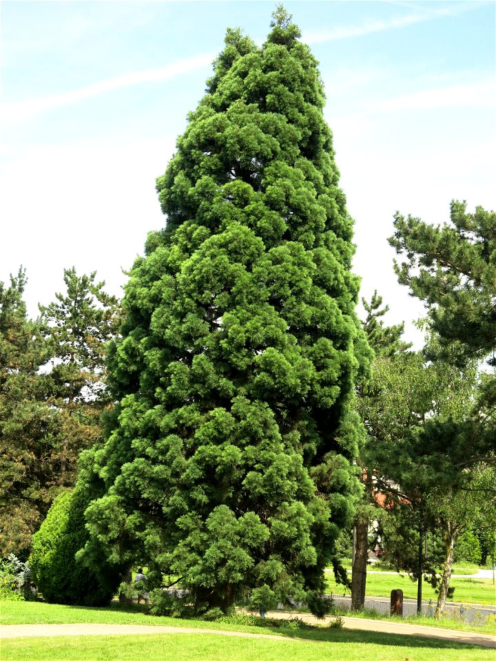 Sequoiadendron giganteum #2 in the parc de la Butte du Chapeau-Rouge 1 (Paris 19th arrond., France).