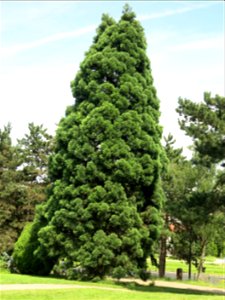Sequoiadendron giganteum #2 in the parc de la Butte du Chapeau-Rouge 1 (Paris 19th arrond., France). photo