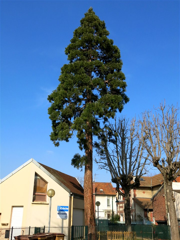 Giant sequoia in Colombes (Hauts-de-Seine, France), rue des Monts-Clairs.