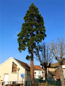 Giant sequoia in Colombes (Hauts-de-Seine, France), rue des Monts-Clairs. photo
