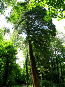 Sequoiadendron giganteum in the park of Noisiel (Seine-et-Marne, France).