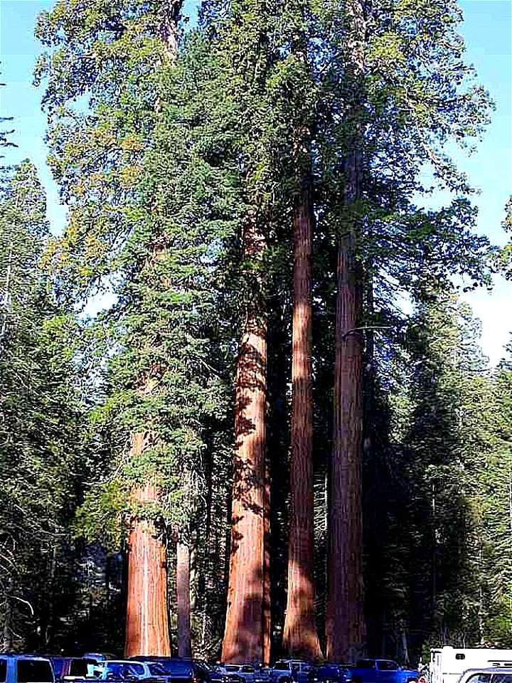Giant Sequoia Sequoiadendron giganteum, Sierra Nevada, California