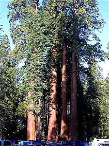 Giant Sequoia Sequoiadendron giganteum, Sierra Nevada, California