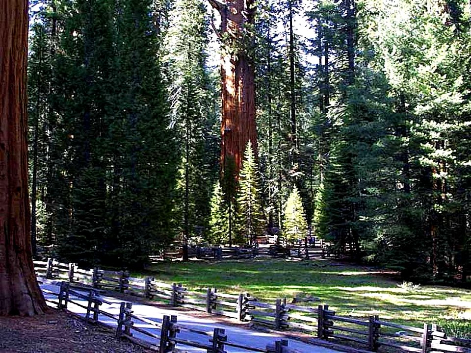 Giant Sequoia Sequoiadendron giganteum, Sequoia National Park, California