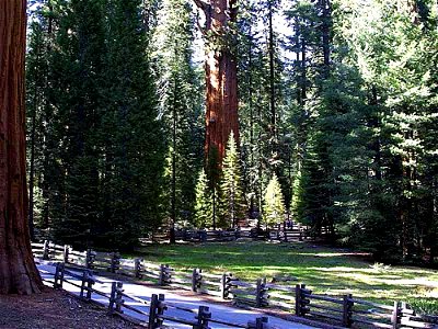Giant Sequoia Sequoiadendron giganteum, Sequoia National Park, California photo