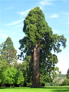 Sequoiadendron giganteum in the park of the castle of Rentilly (Seine-et-Marne), France.