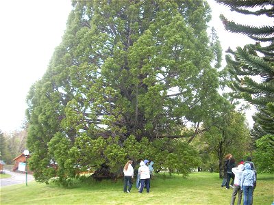 Sequoiadendron giganteum at Los Alerces national park (Argentina). photo