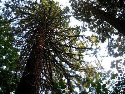 "Small" Sequoiadendron giganteum in the Groenendaal Arboretum, Hoeilaart, Belgium