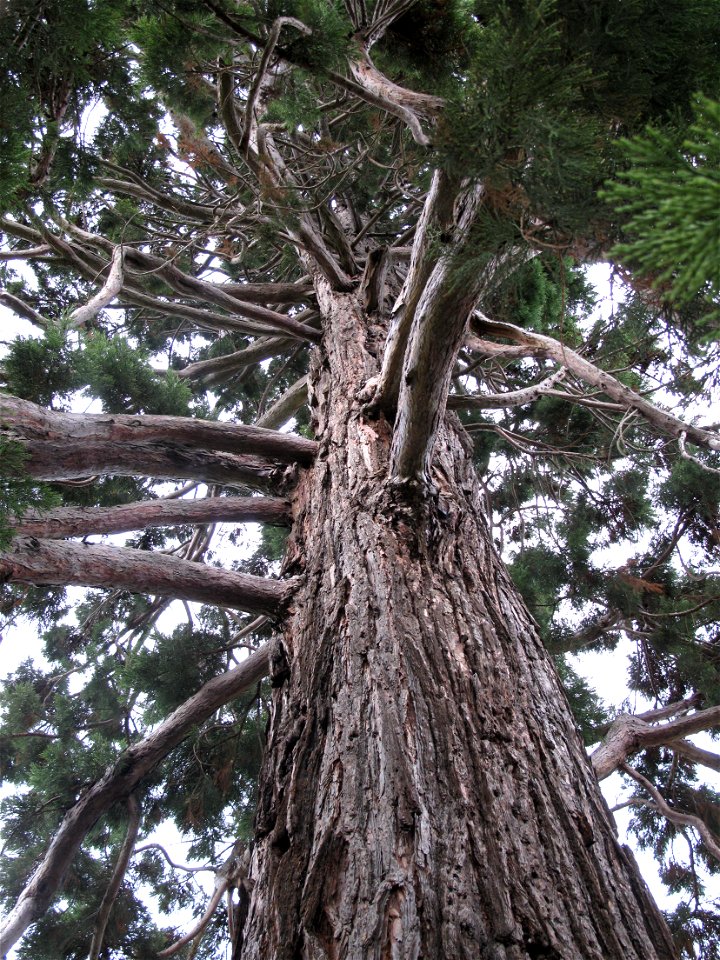 Trunk of a giant sequoia of the park of Rentilly (Seine-et-Marne, France).