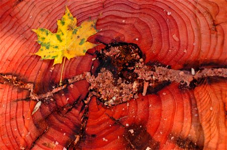 Bole of a freshly felled cultivated sequoiadendron giganteum (aka redwood or giant sequoia) about 100 years old, Auvergne, France.