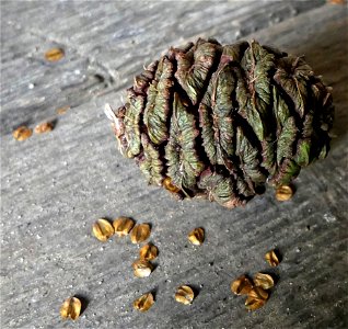 Giant sequoia (Sequoiadendron giganteum), cone and seed, from a tree of Schleswig-Holstein, Northern Germany.