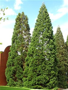 Sequoiadendron giganteum in the parks of the hotels of Disney-Village (Seine-et-Marne, France).
