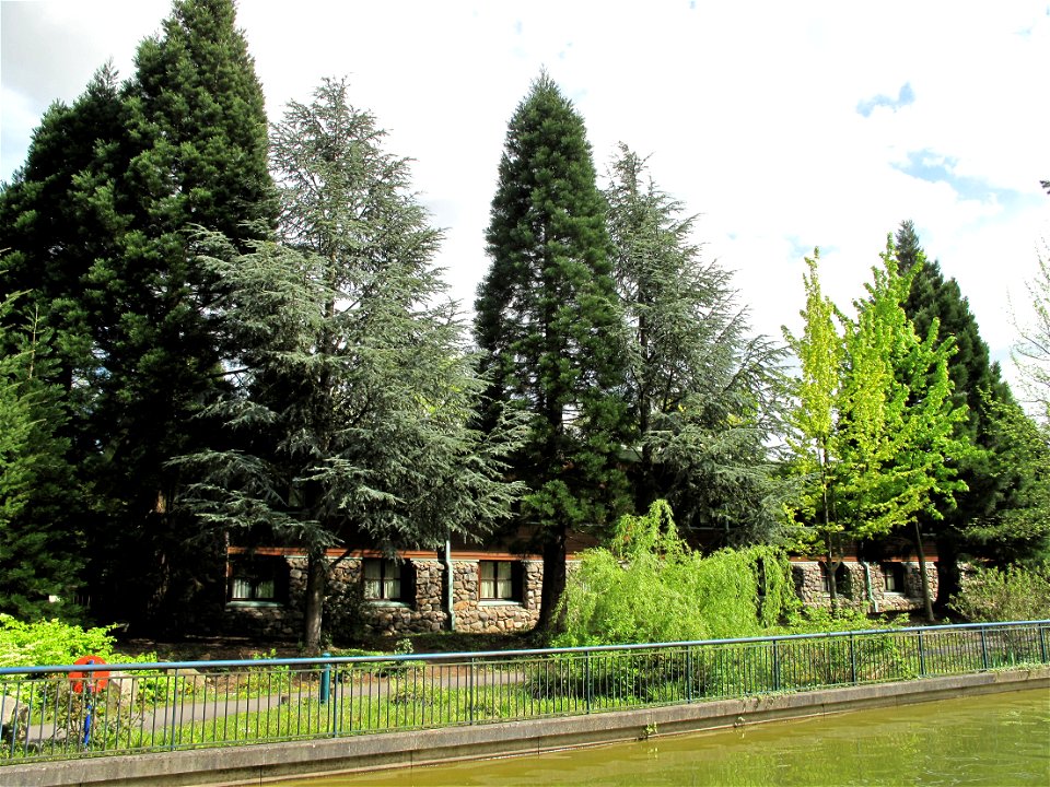 Sequoiadendron giganteum in front of the hotel Sequoia Lodge at Disneyland resort Paris (Seine-et-Marne, France).