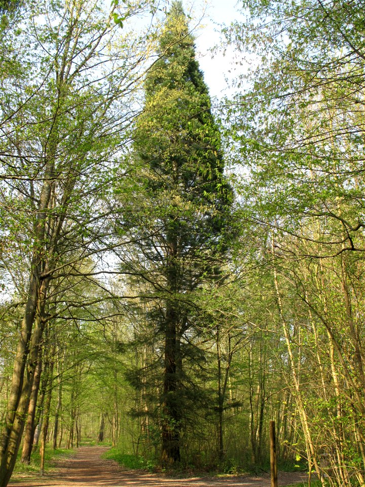 Sequoiadendron giganteum in the bois de Vaires (Seine-et-Marne, France).