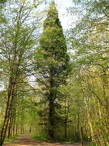 Sequoiadendron giganteum in the bois de Vaires (Seine-et-Marne, France). photo